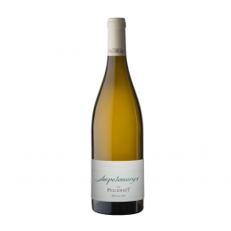Ampelomeryx blanc 2019